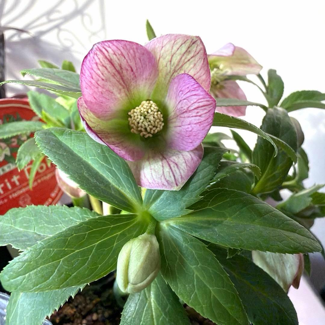 【横山園芸】クリスマスローズ プチドール　ss《1/15》ピンクベイン系