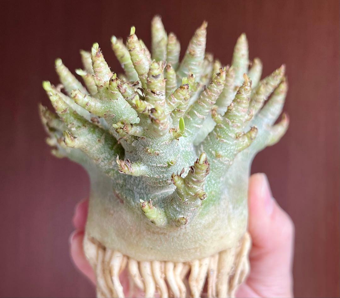 【激レア/ドワーフ/極太 】アデニウム アラビカム コーラルブランチ