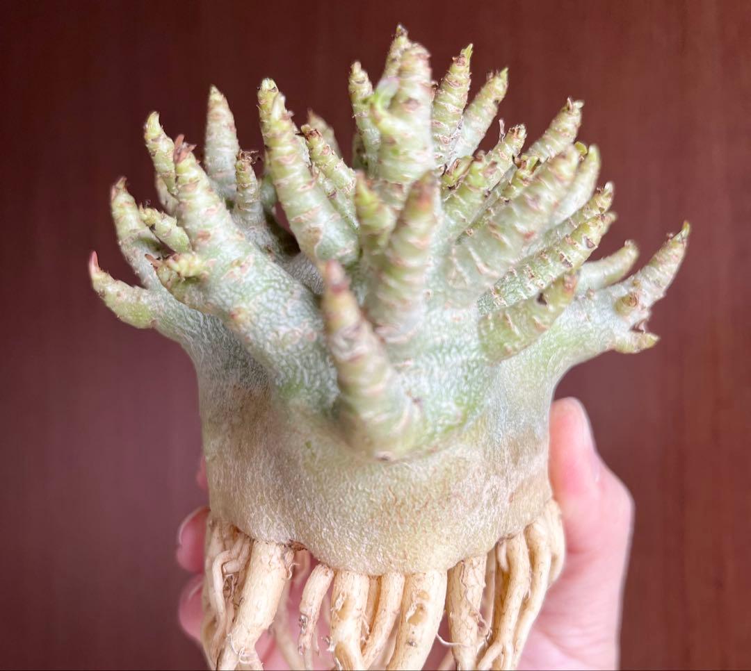 【激レア/ドワーフ/極太 】アデニウム アラビカム コーラルブランチ