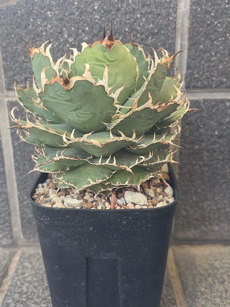 アガベ agave チタノタ フィリグリー特大株 - メルカリ