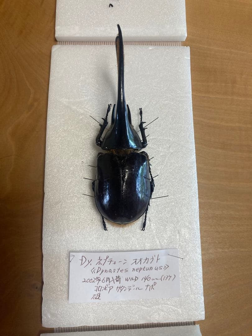 ネプチューンオオカブト♂野外品標本 - メルカリ