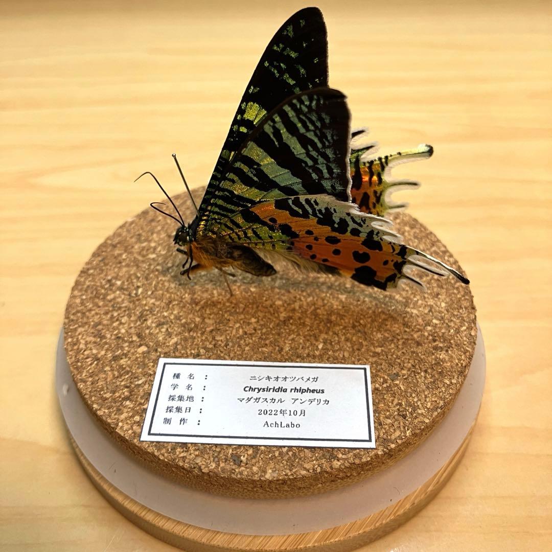昆虫標本】ニシキオオツバメガ ガラスケース入り - メルカリ