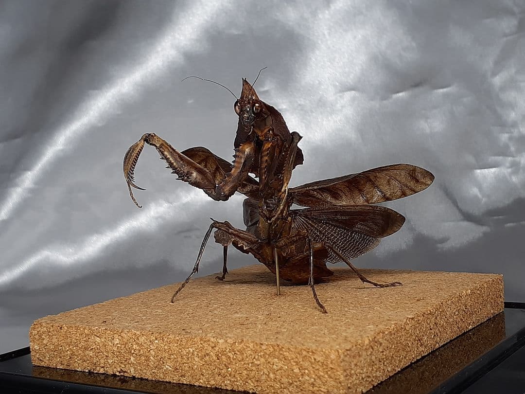 マオウカレハカマキリ雌 立体標本 魔王枯葉マオウカレハカマキリ雄