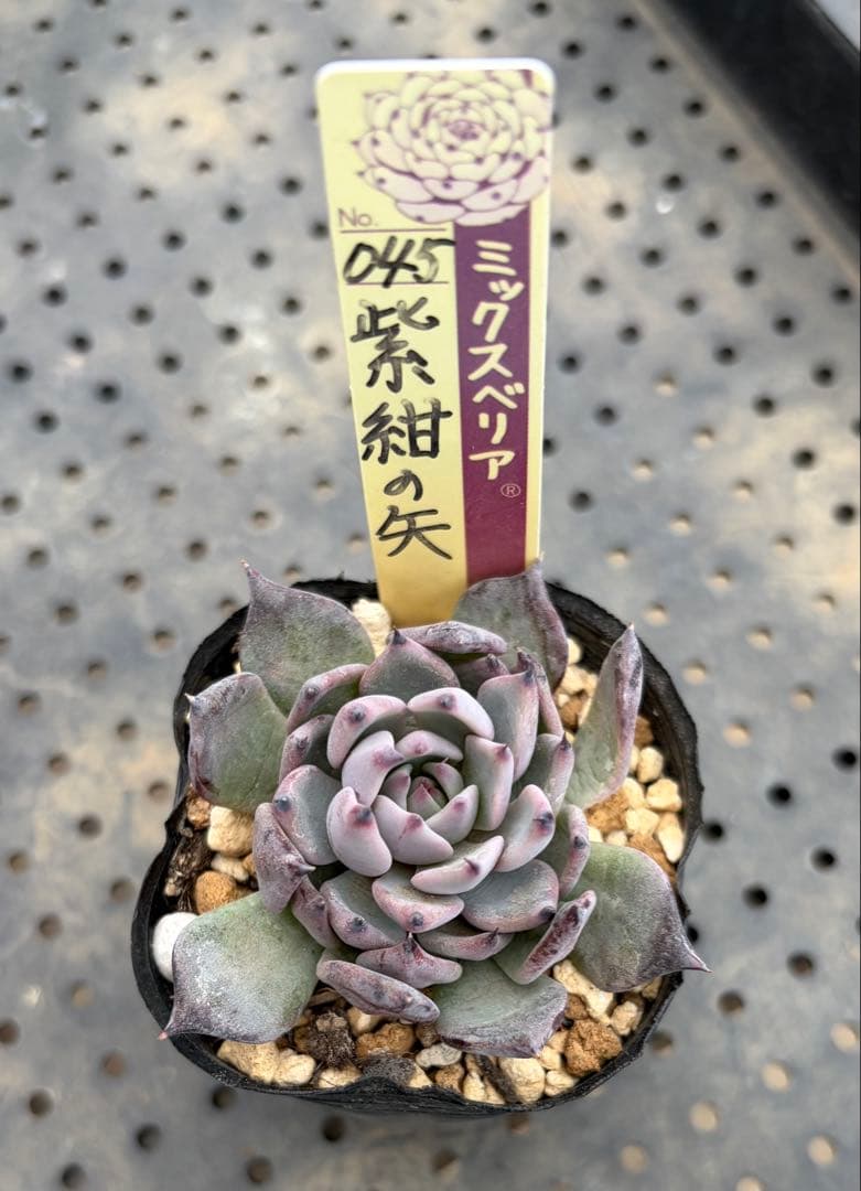 紫紺の矢 ミックスベリア おらいさん苗 抜き苗 多肉植物 - メルカリ