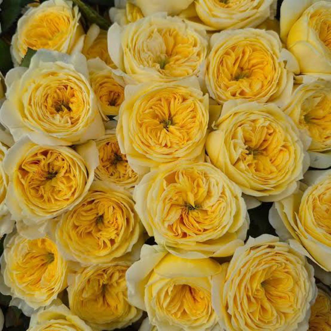 レア薔薇 切り花品 - メルカリ