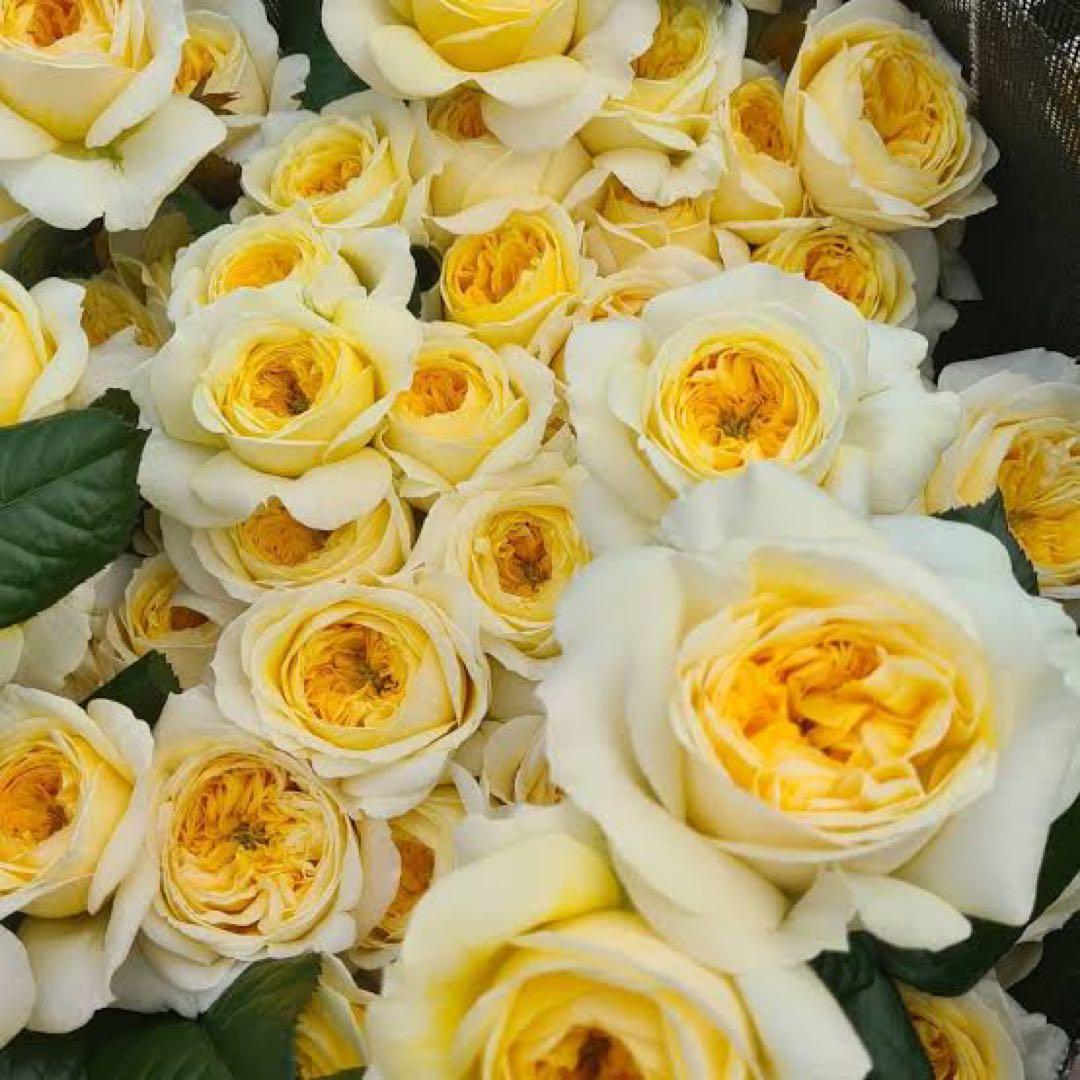 レア薔薇 切り花品 - メルカリ