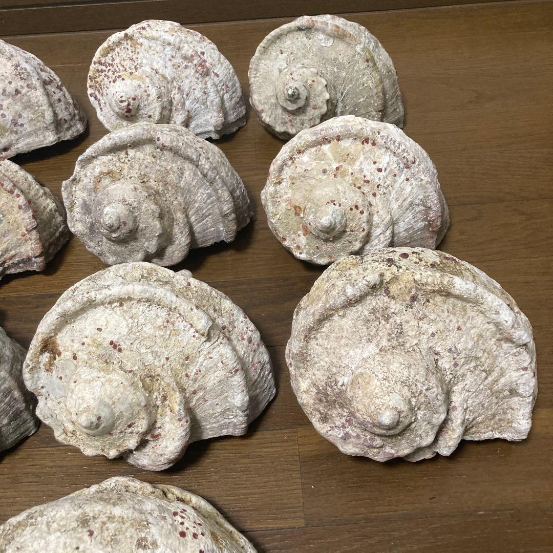 沖縄産】夜光貝の殻 まとめ売り 10個 約10.4キロ①