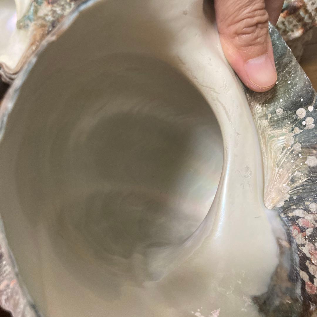 沖縄産】夜光貝の殻 まとめ売り 10個 約10.4キロ①