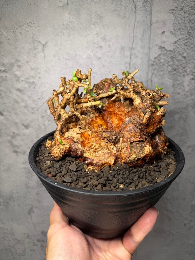 特大株】ケラリアピグマエア 発根確認済