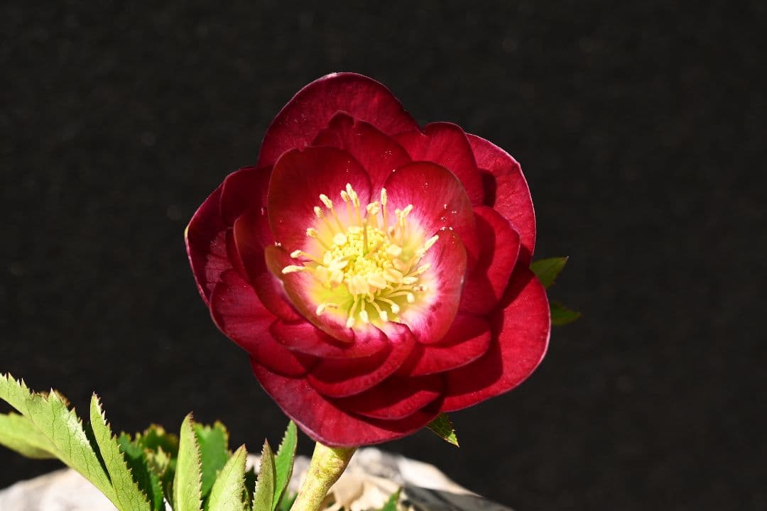 クリスマスローズ 認定グロッシーカラー レッドリバーシブル 加藤農園