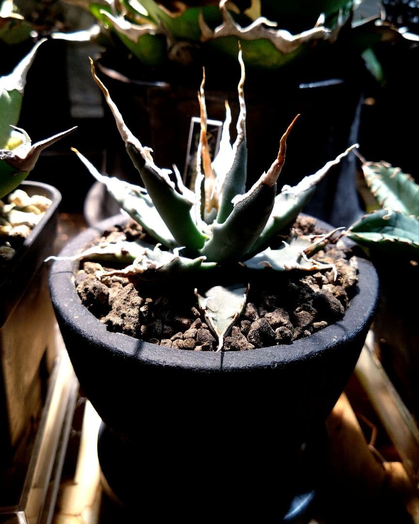 アガベ　ユタエンシス　エボリスピナ　実生　4年目　陽炎　選抜 アガベ ユタエンシス エボリスピナ 実生 陽炎選抜 017 – linkplants