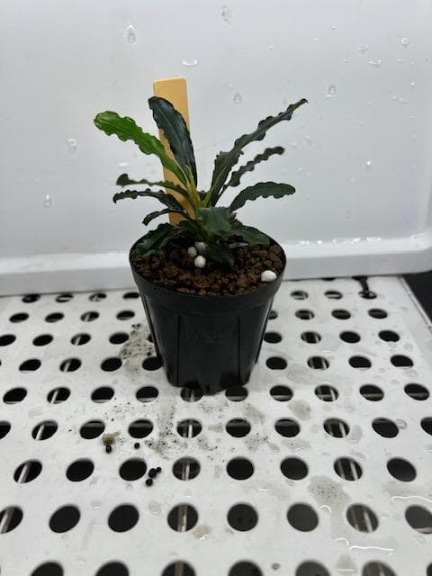 C*e様 ブセファランドラsp. Noyan Sanggau TB便