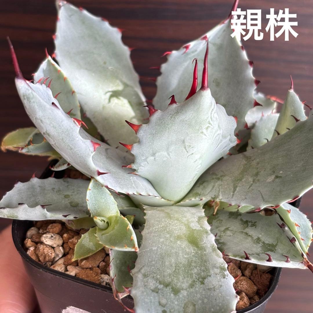 アガベ ハイブリッド 激怒之舞 子株 激怒甲蟹×屈原の舞扇 - メルカリ