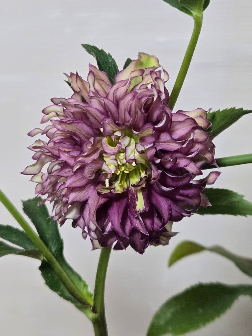 ☆クリスマスローズ☆多弁　変わり咲き☆4.5号鉢☆ 園芸ネット本店｜吉田園芸さんのクリスマスローズ：多弁交配26-09／4.5