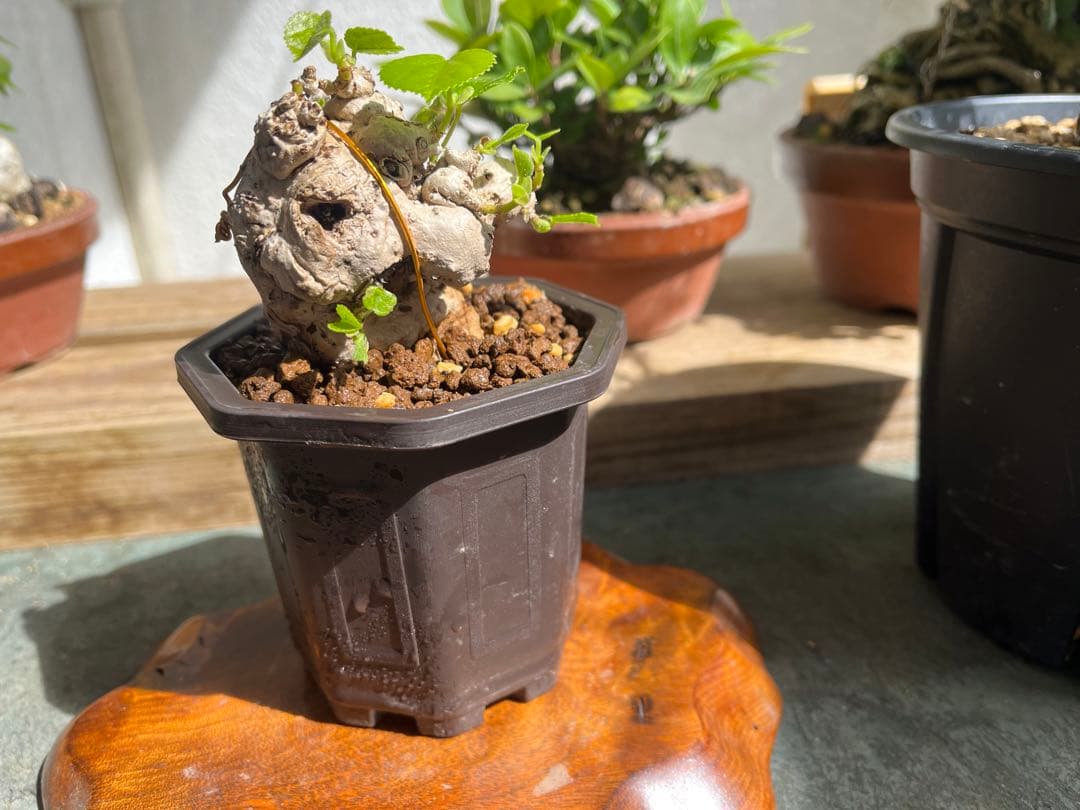 ✨✨✨オキナワオオハマボウ【◎良品サバ幹】検/ユウナハート葉♪happyセール♪