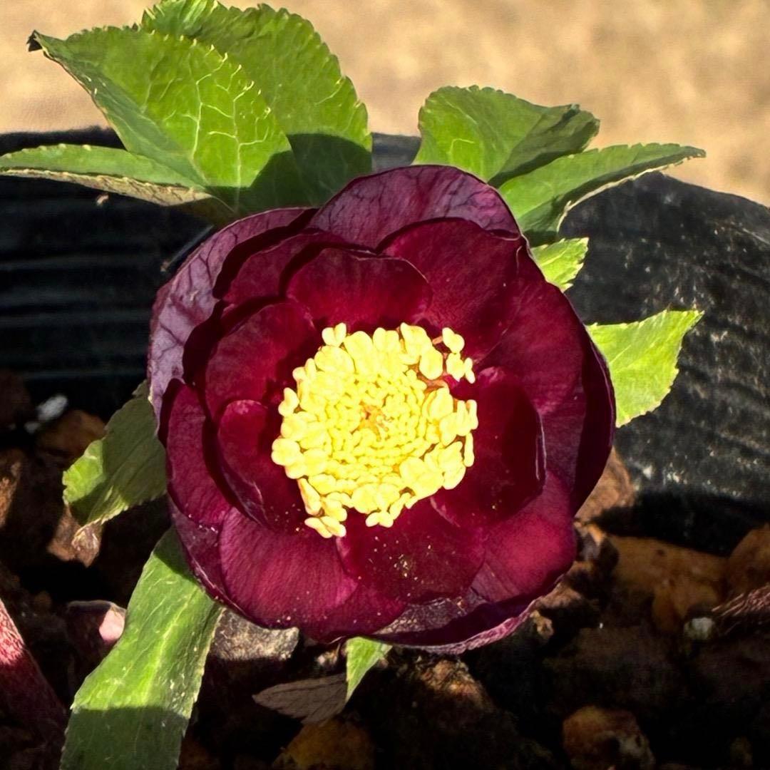 う*ん様 3427☘️花付き☘️⭐️コロコロ小輪⭐️紅赤オーレア⭐️コンパクト⭐