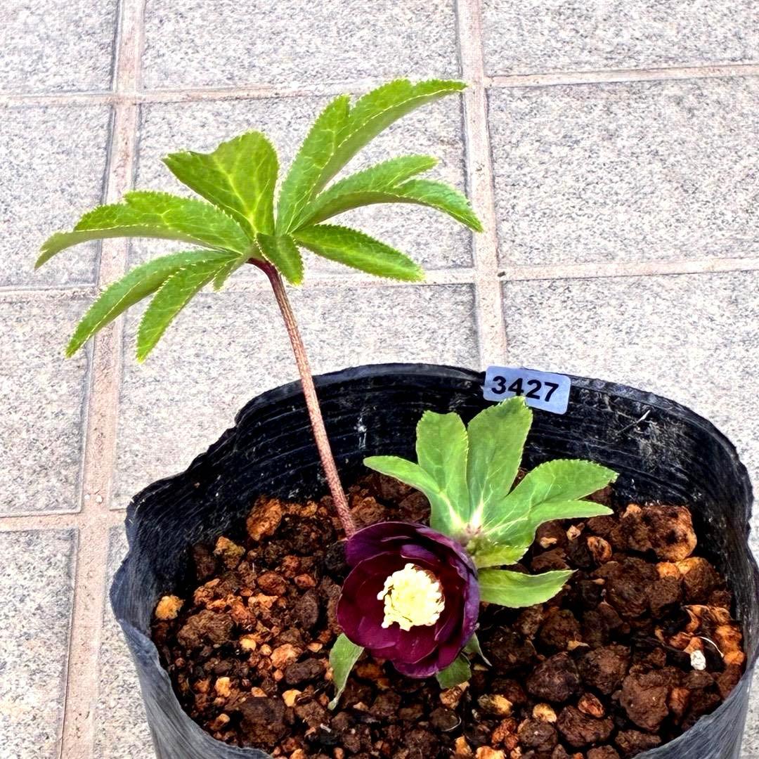 う*ん様 3427☘️花付き☘️⭐️コロコロ小輪⭐️紅赤オーレア⭐️コンパクト⭐