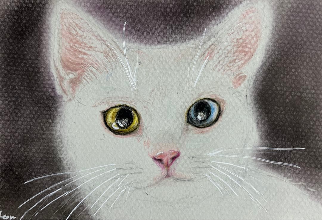 猫 絵画 子猫 イラスト 水彩色鉛筆 油彩色鉛筆 原画 オッドアイ 白猫