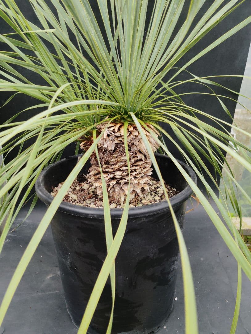 s*a様 ユッカ ロストラータ 2頭 安い 価格