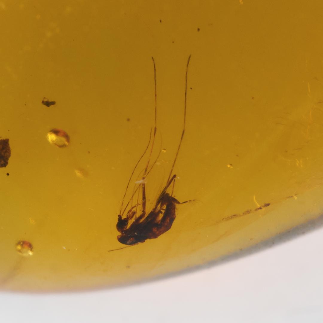 ZB364虫入り琥珀化石 ミャンマー カムティかタナイ産 9900万年前