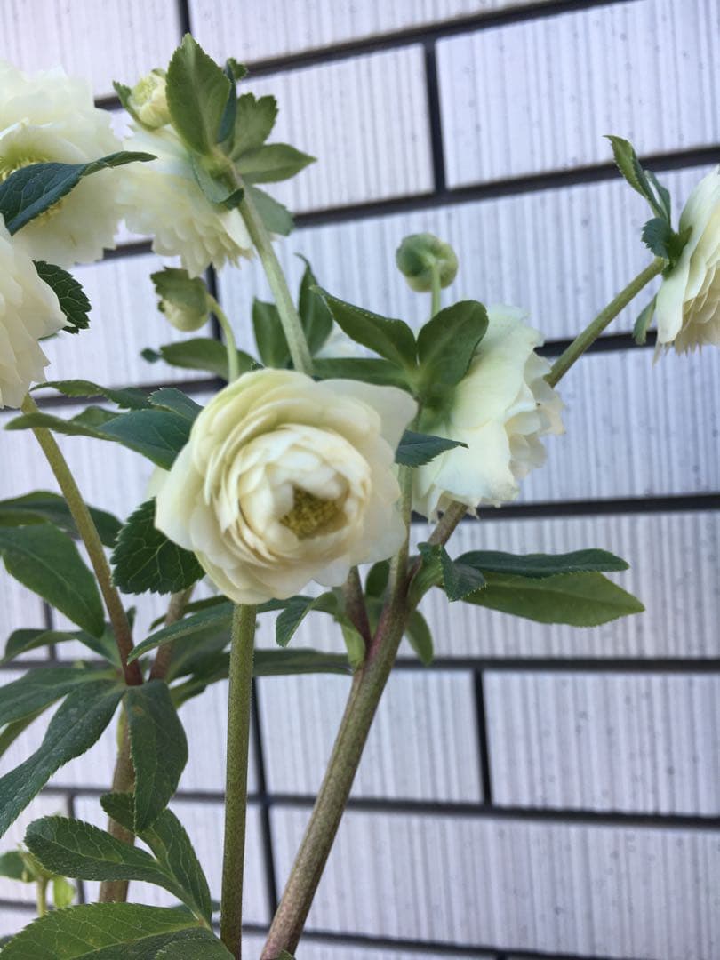 認定株ホワイトアフロディーテ クリスマスローズ 加藤農園 成熟株