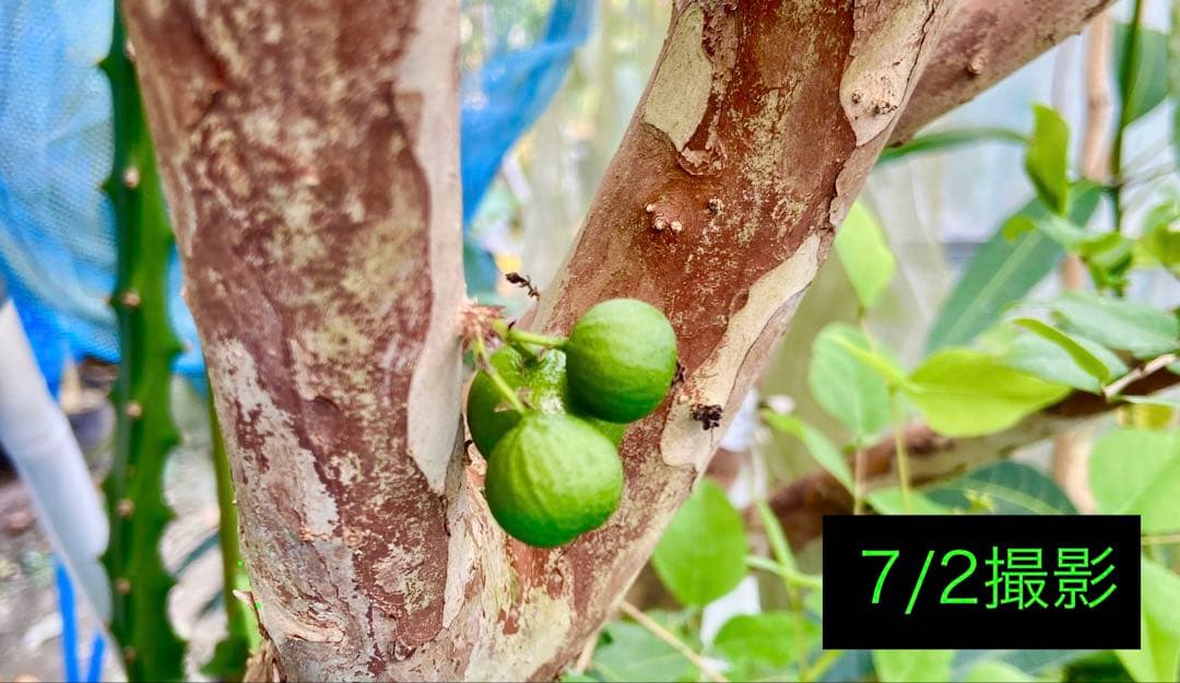 青木 禎斉様用 正月特価1万値下❗️耐寒ジャボチカバ 小葉ミウーダ大株