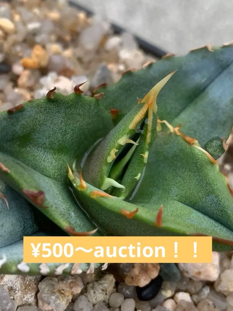 アガベ オテロイ オアハカ 実生 選抜 チタノタ - メルカリ