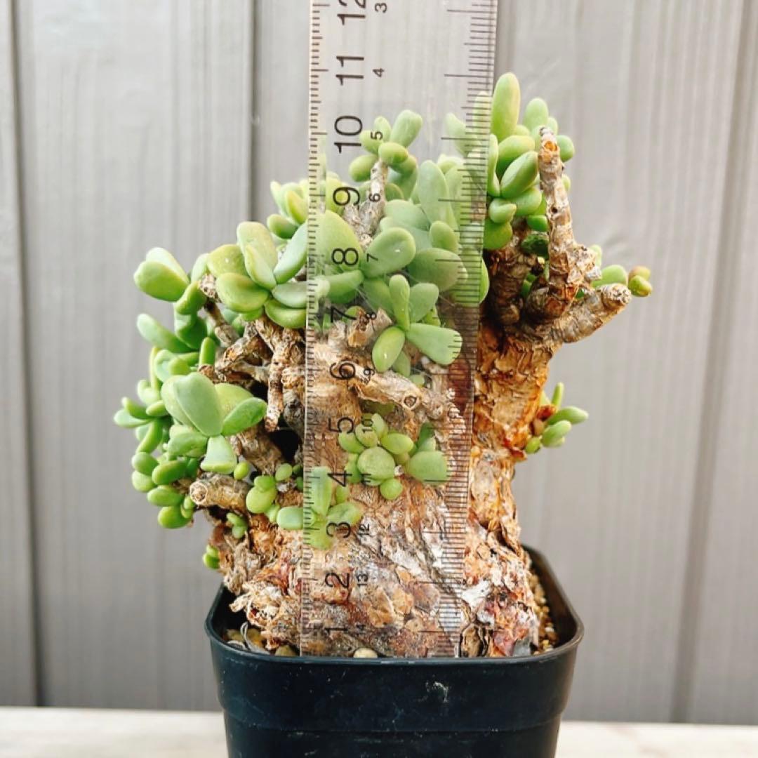 《期間限定販売❗️》『ケラリア　ピグマエア』　極美株　現地球　発根済 ポット発送