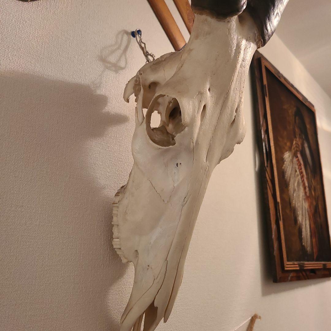 最終値下げ　バッファロースカル　牛頭蓋骨　壁掛け　オブジェ バッファロースカル #牛頭骨 #オブジェ 牛骨 2個セット バッファロー