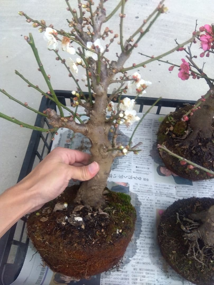 梅 盆栽 6株 新年破格セール❗ ①