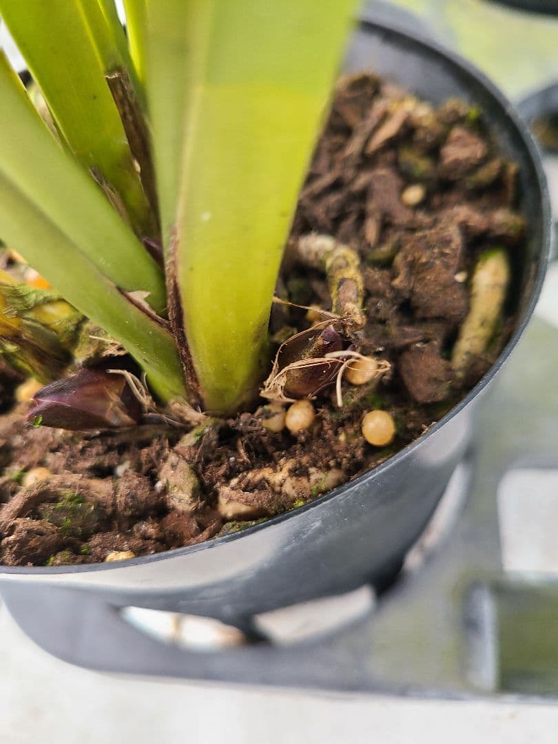 ミスマフェット。花芽3個。5鉢セット。蜜蜂誘引蘭。日本蜜蜂 - メルカリ