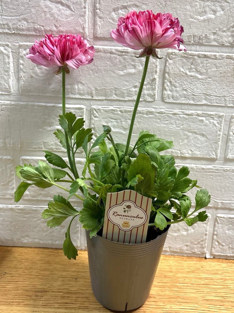 現品】ラナンキュラスラックス♡イカロス♡3.5号ロング♡ポットごと