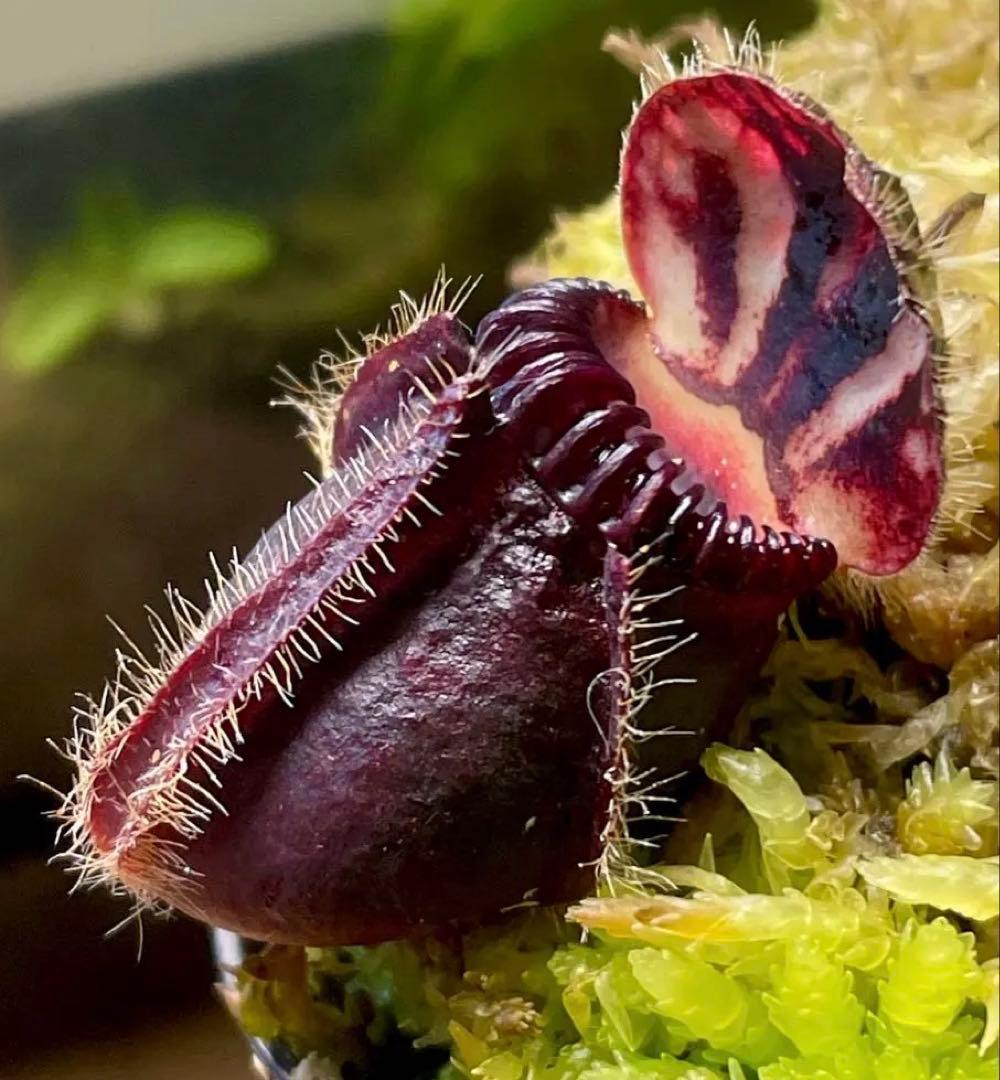 セファロタス・フォリキュラリス 「ハマーズジャイアント」CK