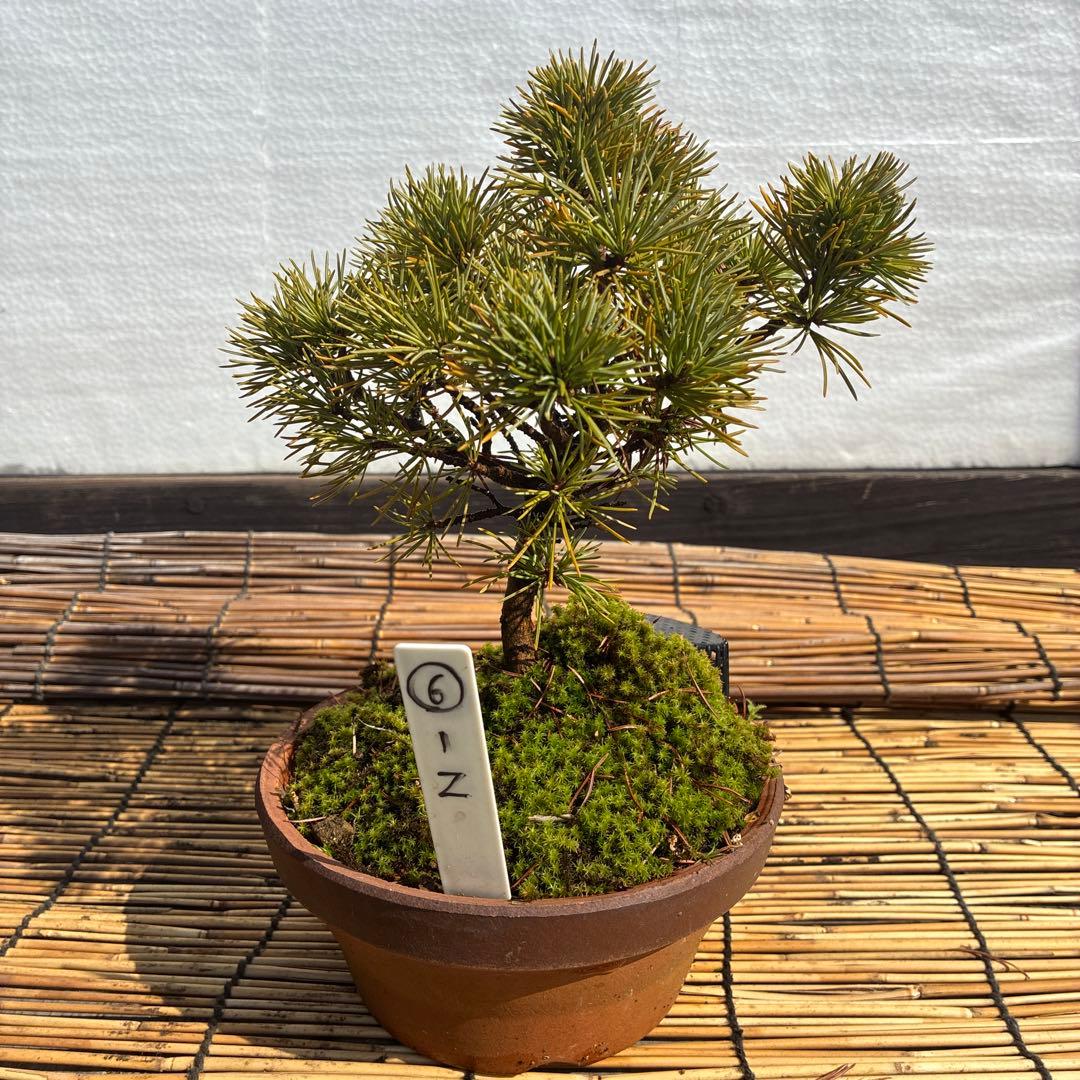 ☆盆栽☆ 赤石五葉松【Z-6】9年物 ☆愛媛県より発送☆ - メルカリ