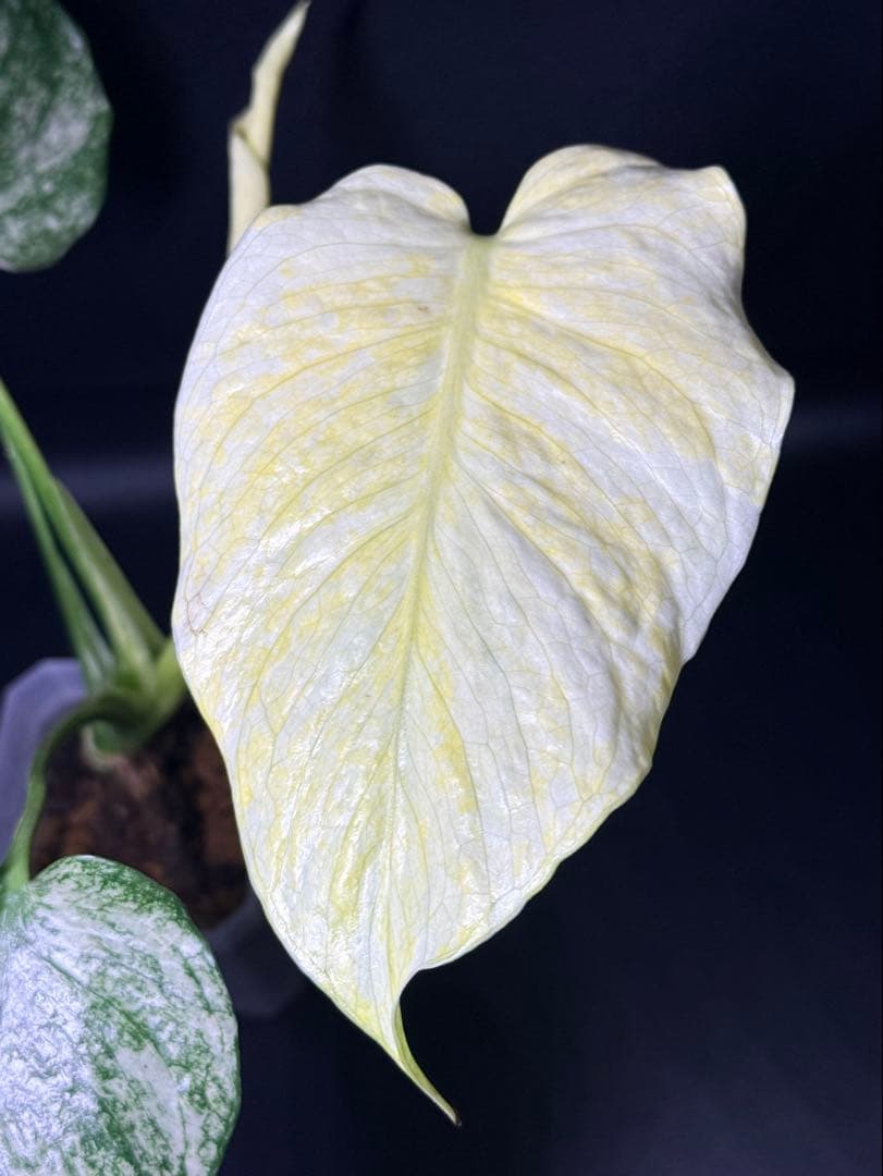 ホワイトモンスター天津蘭 モンステラ斑入り 速達付 - メルカリ