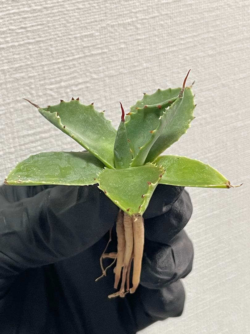 ジェレミー産 アガベ ネバデンシス×（パラサナ×イシスメンシス