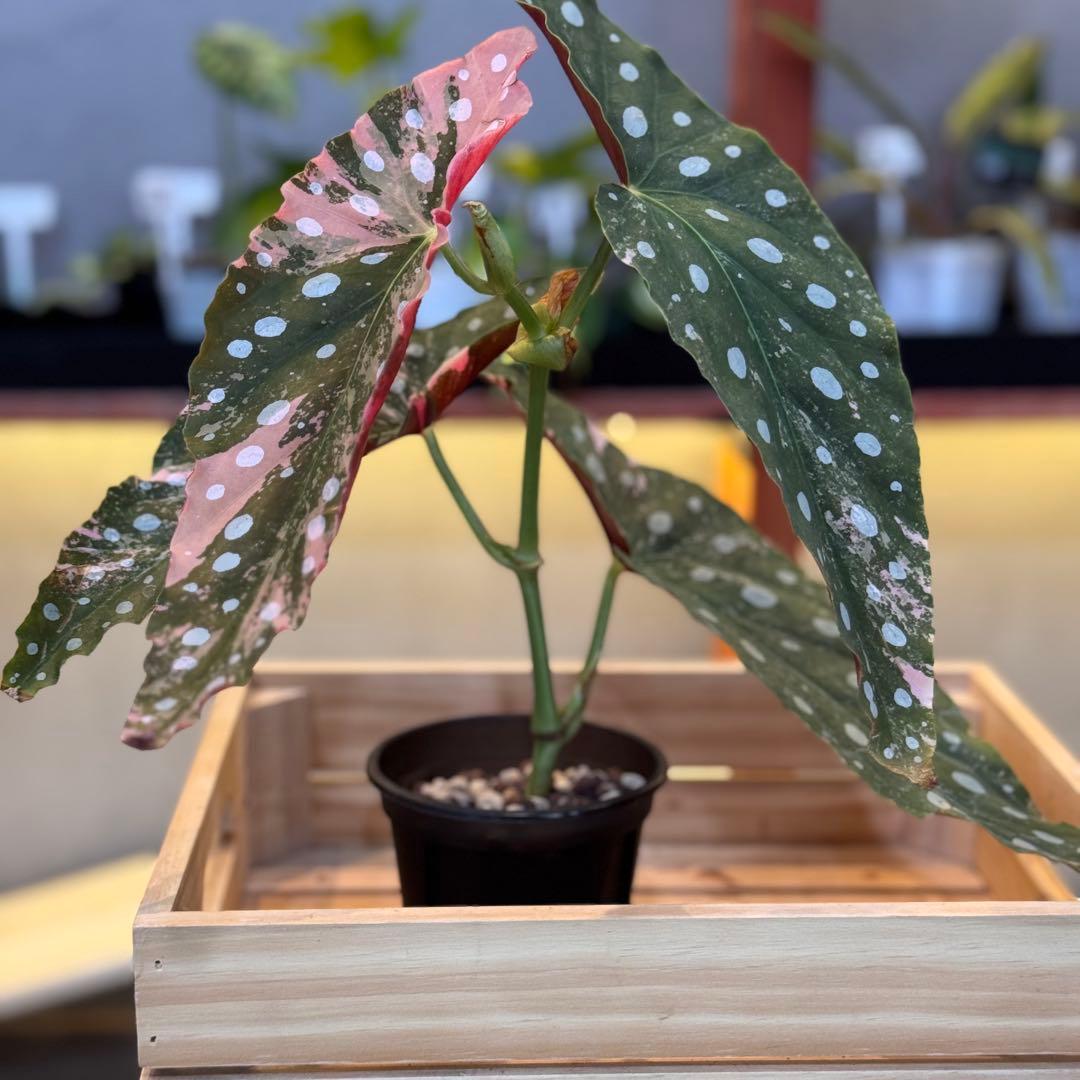 96 ベゴニア マクラータ 斑入り 美斑 新芽も美斑確定 - メルカリ