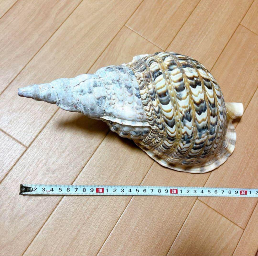 沖縄】天然ホラ貝 法螺貝 ホラ貝 インテリア 魔除け - メルカリ