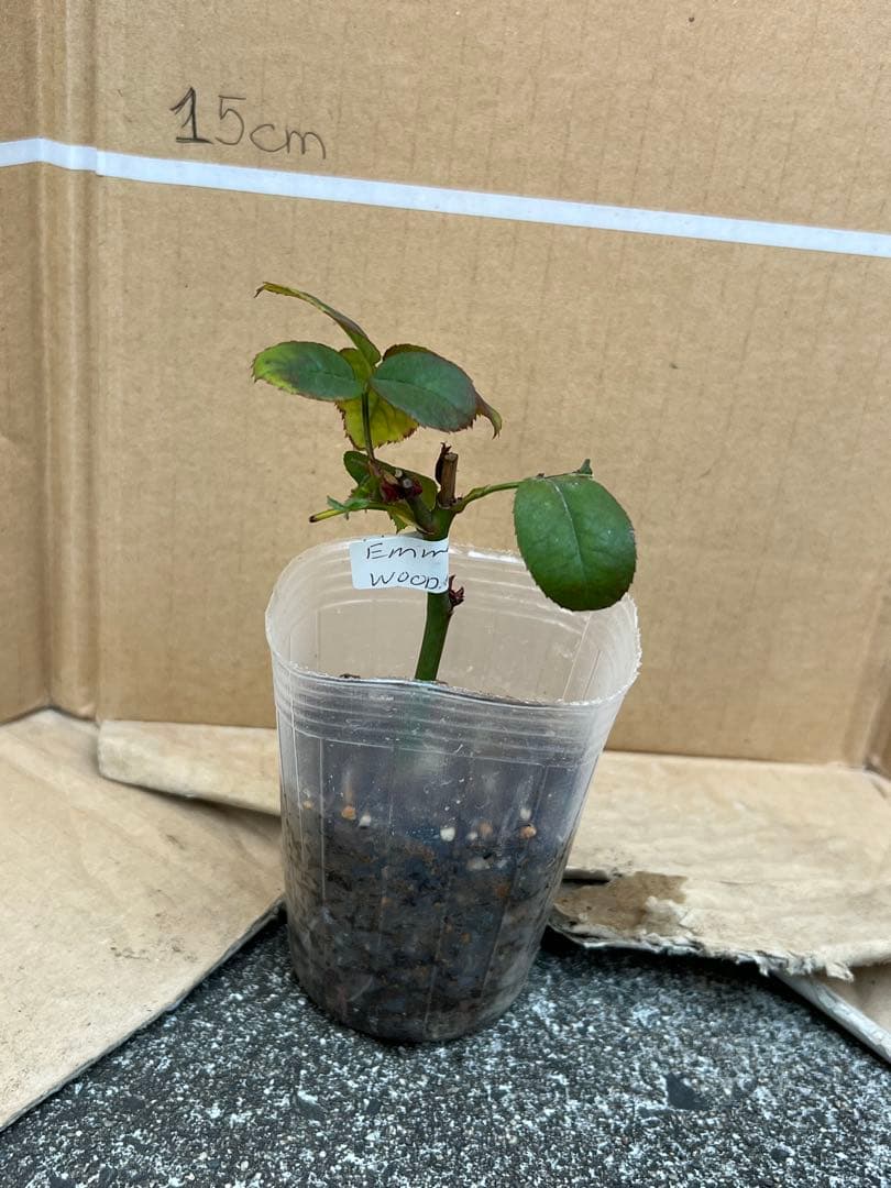 「古澤　蓮」切り花品種バラ苗　レア　4点