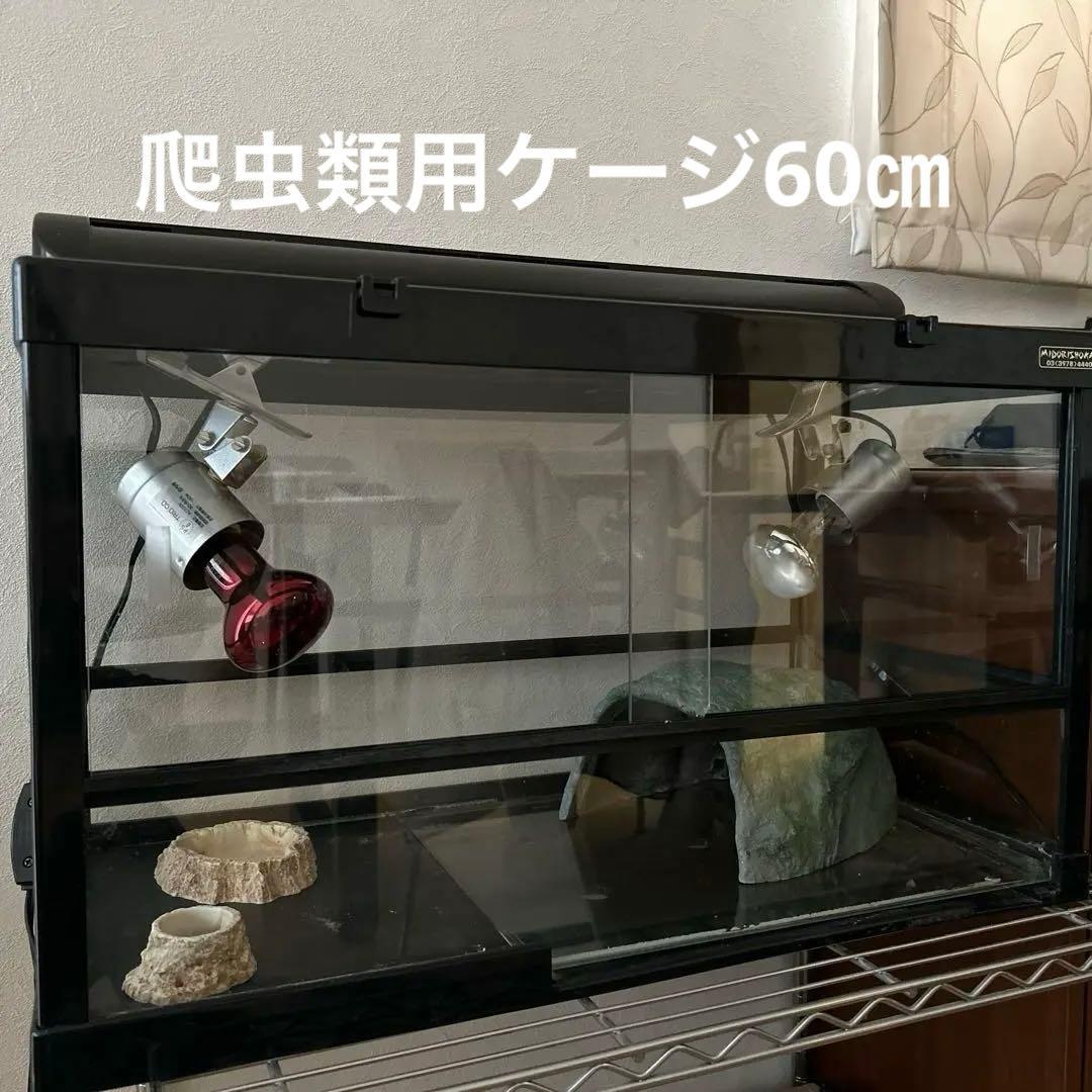 【リクガメ】【トカゲ】爬虫類飼育ケージセット 楽天市場】【初心者向け】フトアゴヒゲトカゲ＆リクガメ飼育セットA