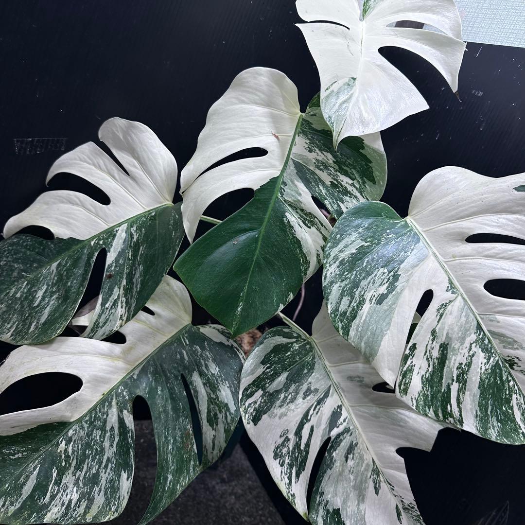 斑入りモンステラ ホワイトタイガー極美大株71cm白斑多 - メルカリ