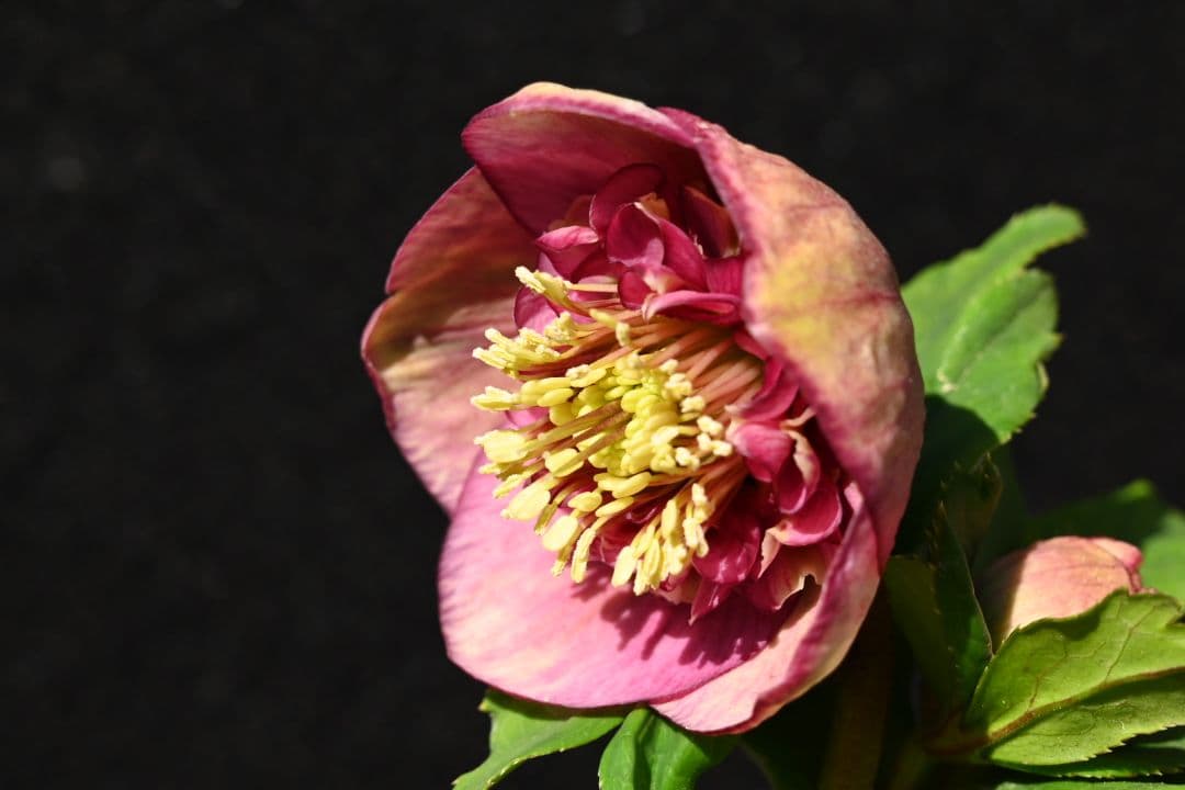 クリスマスローズ 認定毬姫モーリーsd多弁レッド 加藤農園 - メルカリ