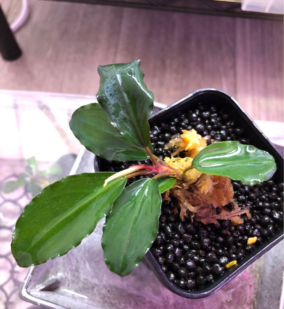 陰性水草の王様的存在【ブセファランドラ】Blue oval - メルカリ