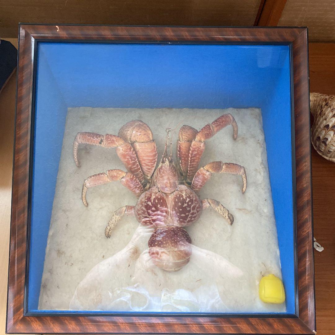 希少 ヤシガニ 標本／剥製 縁起物 - メルカリ