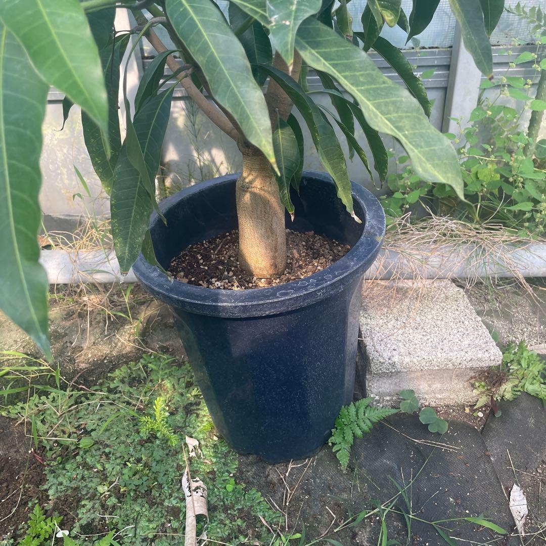 マンゴー苗 特大 10号 品種 ピコ