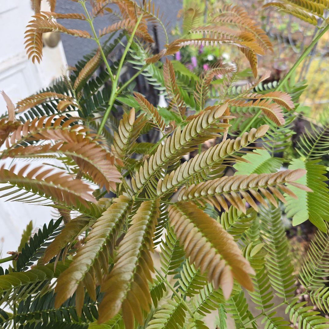 ⑮ エバーフレッシュ曲がり仕立て 8号特大苗木最高等級極上品‼️新芽沢山