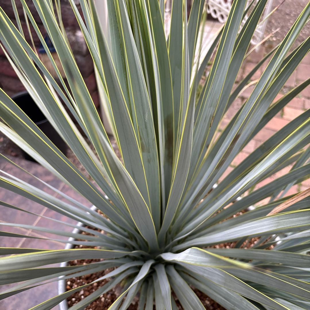 ユッカ ロストラータ幹太 希少なダブルヘッド シルバーブルー大株