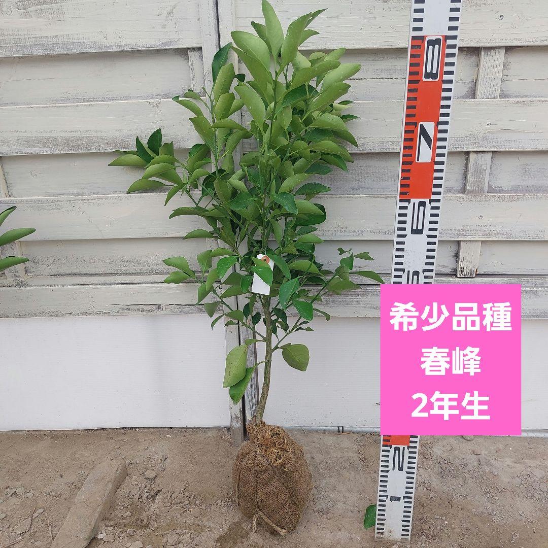 春峰 しゅんぽう 苗木 2年生 - メルカリ