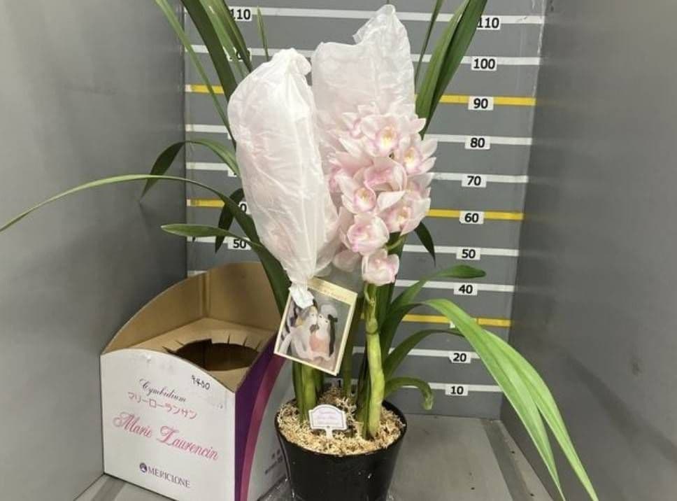 ☆シンビジューム☆マリー・ローランサン☆ストレート型☆8号鉢☆3F☆入手困難☆ シンビジューム 『マリーローランサン』 3F 商品詳細 胡蝶蘭【グリーン
