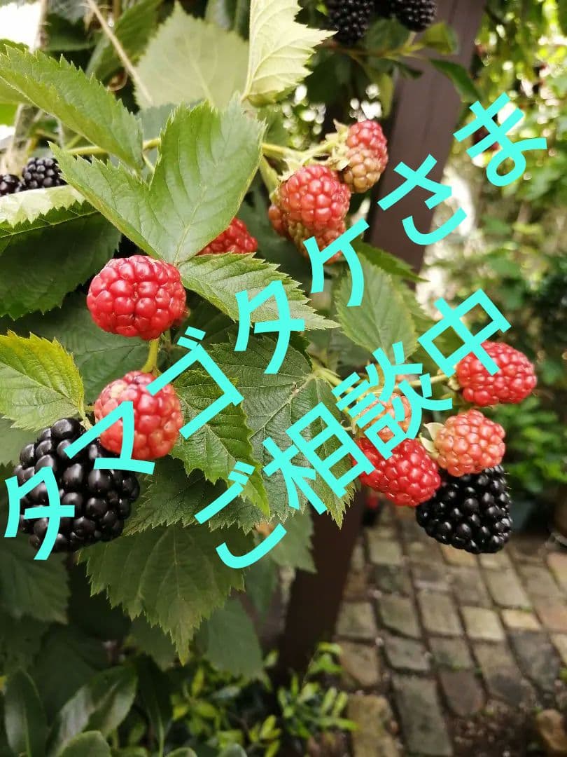 ブラックベリー トリプルクラウン 幼苗 取り木苗 4本 - メルカリ